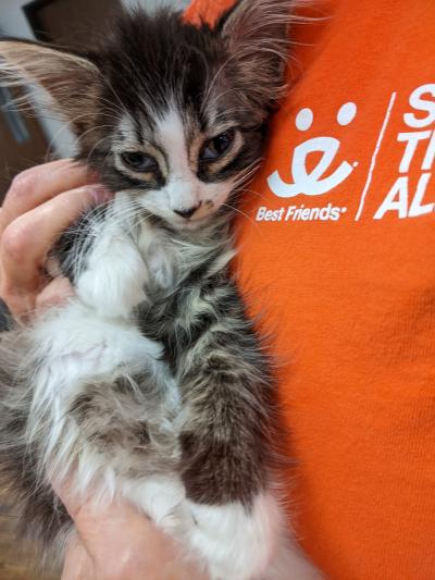Person wearing a Best Friends orange volunteer T-shirt holding a tabby and white kitten
