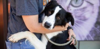 Black and white dog with front paw around a person wearing a dark gray shirt&#039;s waist