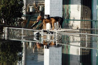 Two dogs on top of a car waiting to be rescued from the Hurricane Katrina flooding