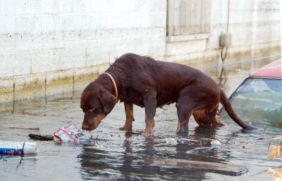 Brown dog standing on a submerged car after Hurricane Katrina