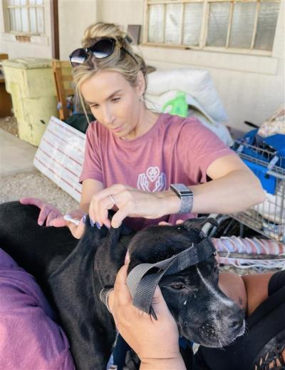 Amy Dixon microchipping a dog
