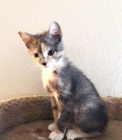 Dilute calico kitten