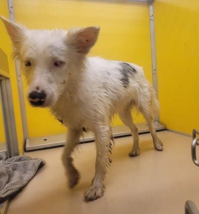 Faith the double merle Australian shepherd when she first arrived in a kennel