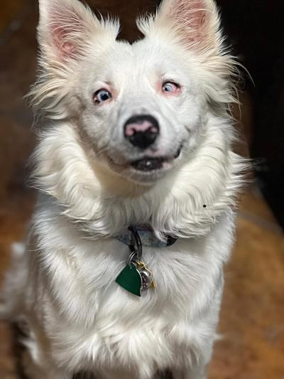 Faith the double merle Australian shepherd after her bath ready for adoption