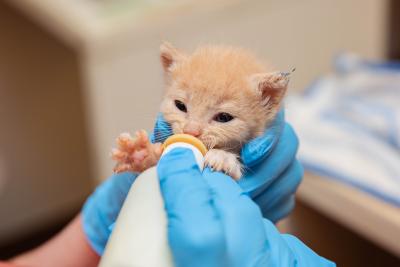 Person bottle-feeding a tiny cream colored kitten