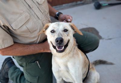 Smiling dog with a person behind him