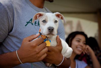 Person holding a white and tan puppy