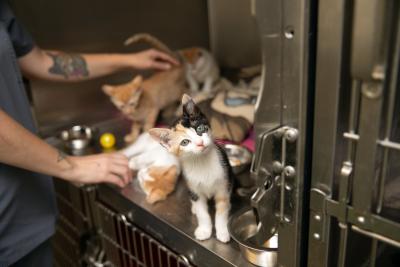 Person's hands going into a kennel with a calico kitten looking out