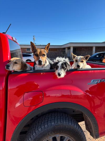 Four dogs in the back of a red pickup truck