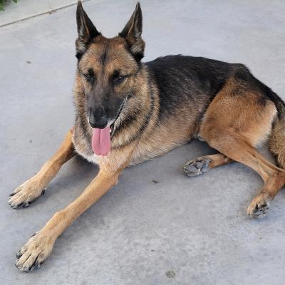 Skinny brown and black shepherd lying on the ground with his tongue out