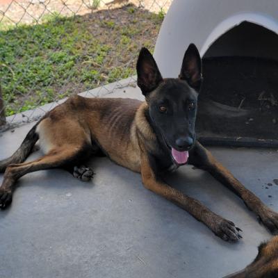 Skinny black and brown Belgian Malinois lying beside a Dogloo