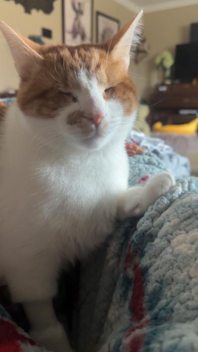 Lucky the cat in his home