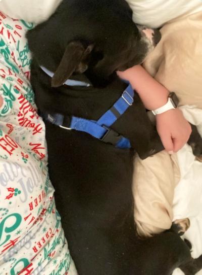 Cooper the dog in a harness lying in a person's lap with the person's arm around him