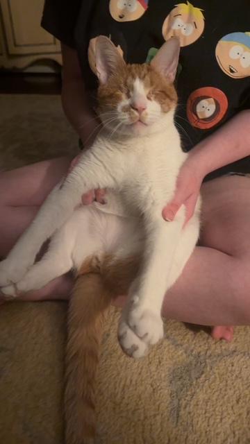Person holding Lucky the cat