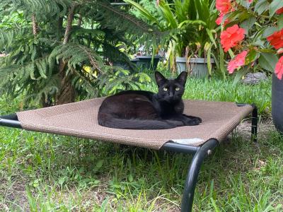 Black, ear-tipped community cat on a raised bed outside in a yard