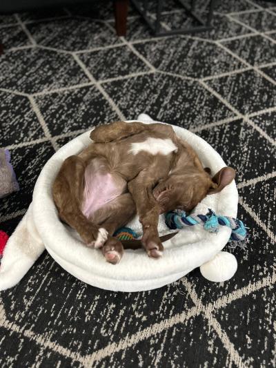 Bianca resting after the big game