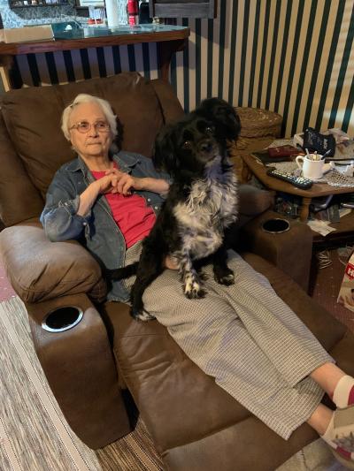 A dog on grandma's lap