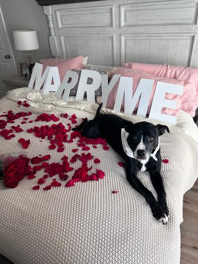 Cooper the dog on a bed next to rose petals and the words "Marry Me"