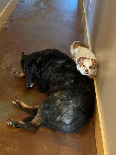 Shadow and Stanley the dogs lying next to each other in a hallway