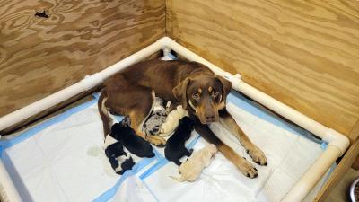 Jewel the dog with her litter of puppies