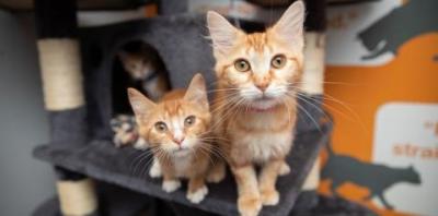 Two orange and white kittens on gray cat tree