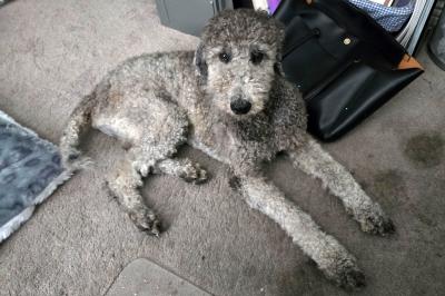 Bentley the doodle lying on the ground in a home