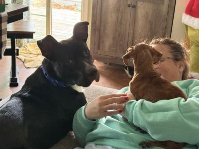 Cricket the dog on the floor with a person and another smaller dog