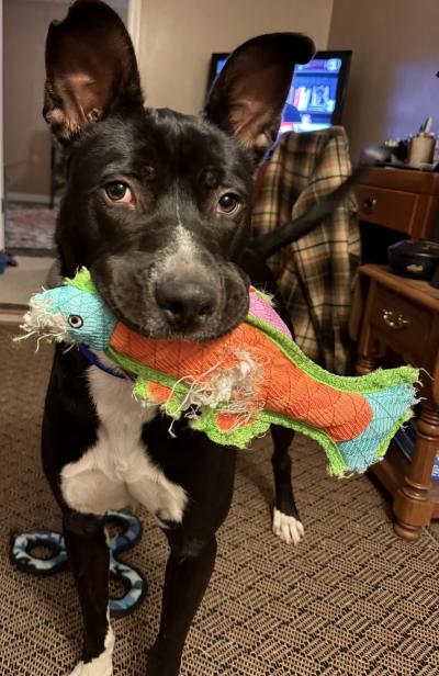 Cricket the dog with a colorful toy fish in his mouth