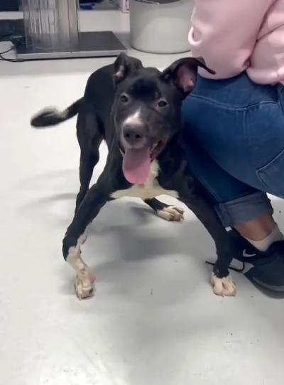 Cricket the dog with bowed front legs