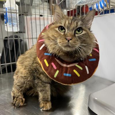 Indy the cat wearing a protective collar shaped like a chocolate donut with sprinkles