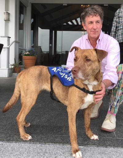 Lucy Lui a foster dog wearing an "adopt me" vest with person at Inn by the Sea