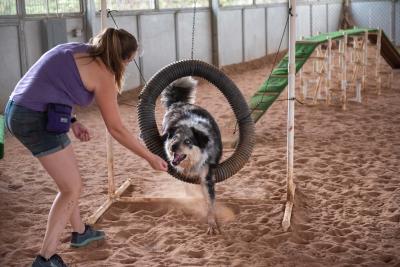 Archo the dog jumping through a hoop in an agility course