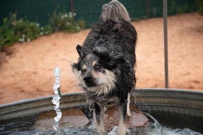 Archo the dog going into a pool