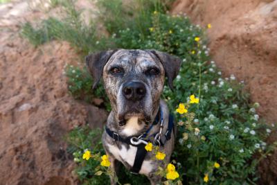 Calais the dog sitting in a patch of flowers