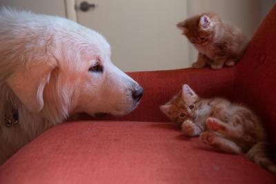 Felix the dog with his head on a chair that is also holding two kittens