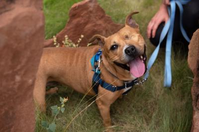 Norberta the dog out on a walk, with wide smile on her face