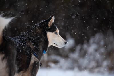 Sansa the dog looking to the side while it's snowing