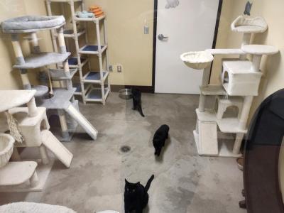 Three black cats in a room with several cat trees