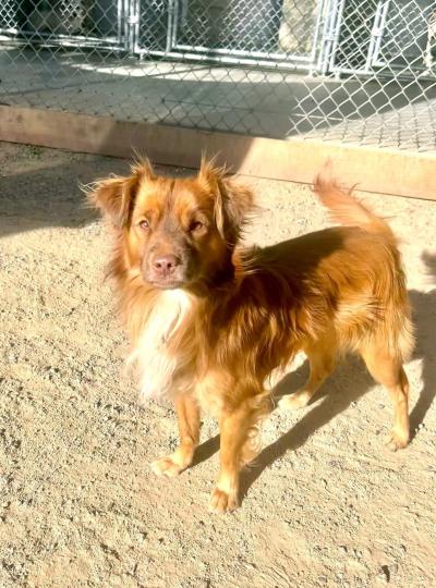 Brown fluffy dog in a shelter yard surrounded by a chain link fence
