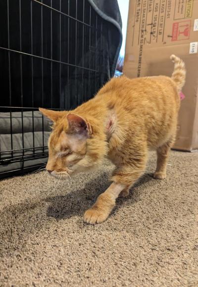 Jack the orange tabby cat exploring around a kennel