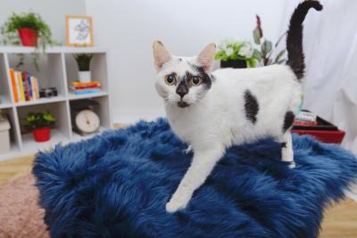 Black and white cat walking in a home setting