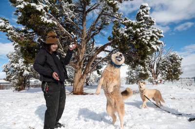 Hilo the dog jumping up to catch a snowball in his mouth while outside with a person and another dog