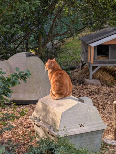 Orange cat sitting on top of a dog house
