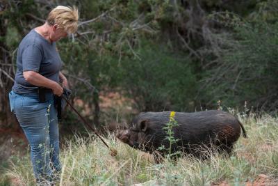 Jeanine doing target training outside with Chester the pig