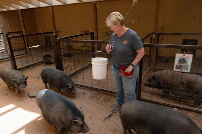Jeanine holding a stick with a tennis ball on the end and smiling, surrounded by some pigs
