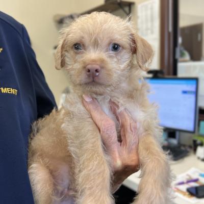 Tator the dog as a puppy