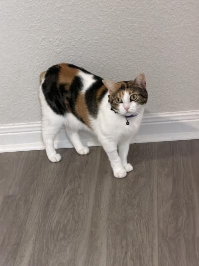 Bunny the cat, without her tail