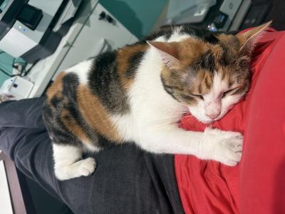Bunny the cat lying on a lap