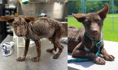 Before and after photos of Jeremiah the puppy