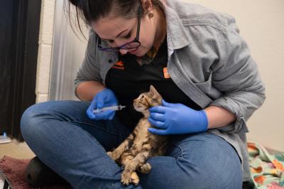 Jess Ewing medicating Indy the kitten with a syringe